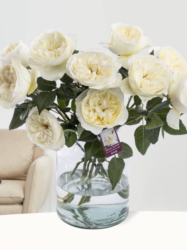 10 witte David Austin rozen - Leonora bezorgen