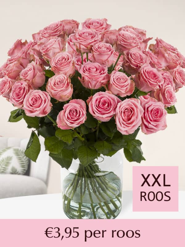 100 tot en met 500 roze rozen (Sophia Loren) bezorgen