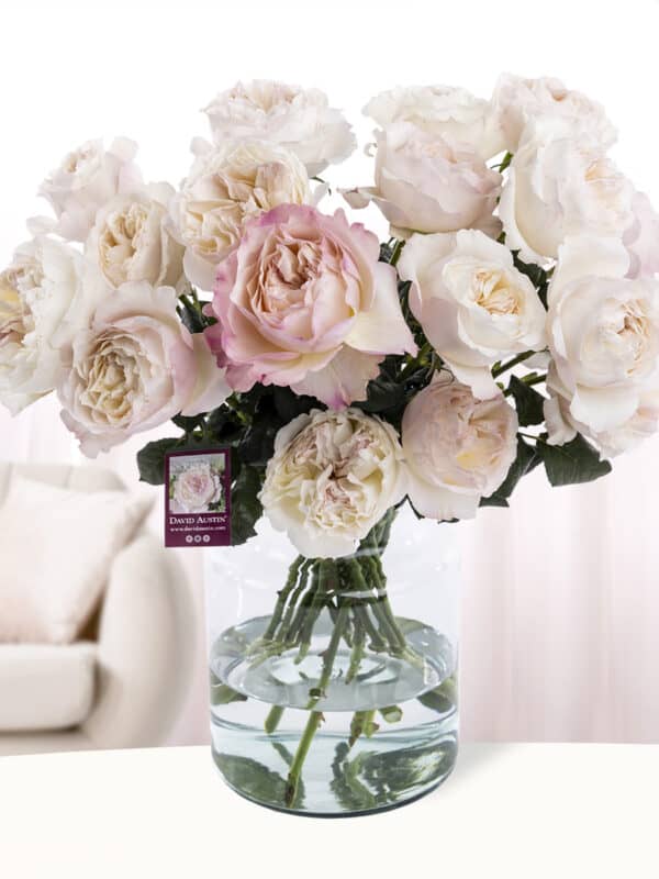 20 roze David Austin rozen - Keira bezorgen