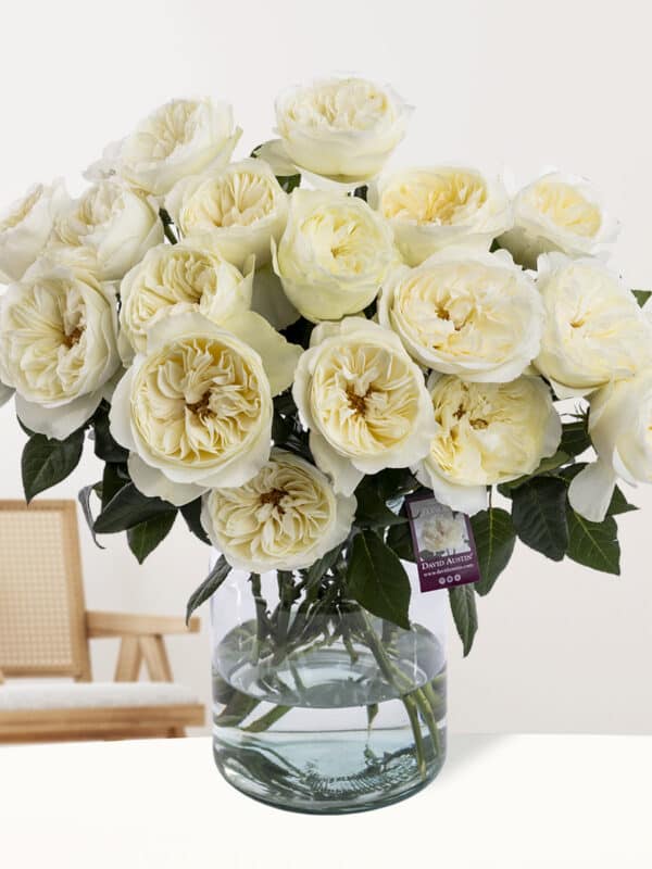 20 witte David Austin rozen bezorgen