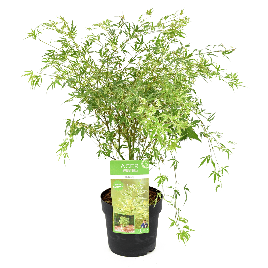 Acer palmatum'Butterfly'- Japanse Esdoorn - Pot 19cm - Hoogte 50-60cm bezorgen via Florastore