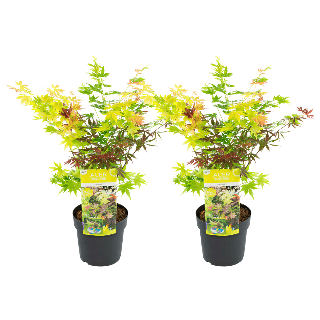 Acer palmatum'Festival'- Set van 2 - Esdoorn - Pot 19cm - Hoogte 60-70cm bezorgen via Florastore