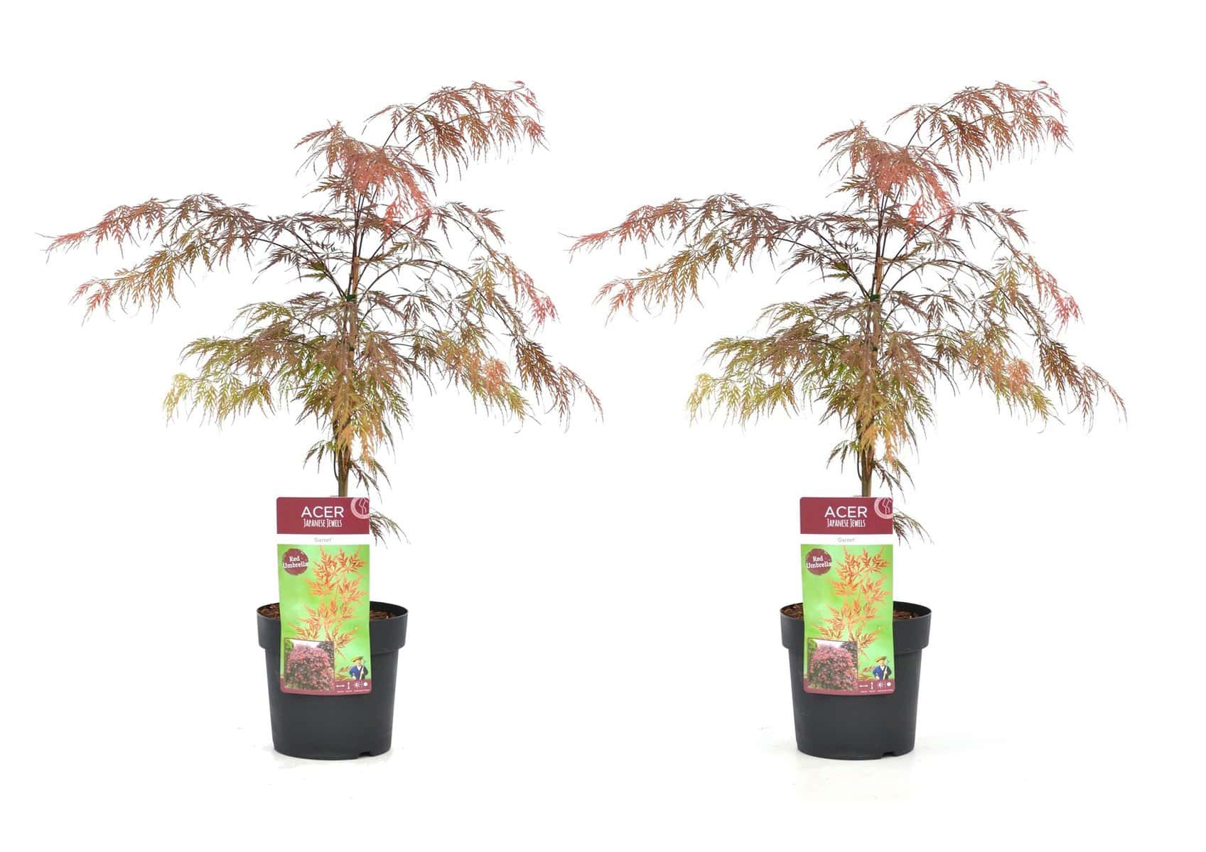Acer palmatum'Garnet'- Set van 2 - Esdoorn - Pot 19cm - Hoogte 60-70cm bezorgen via Florastore