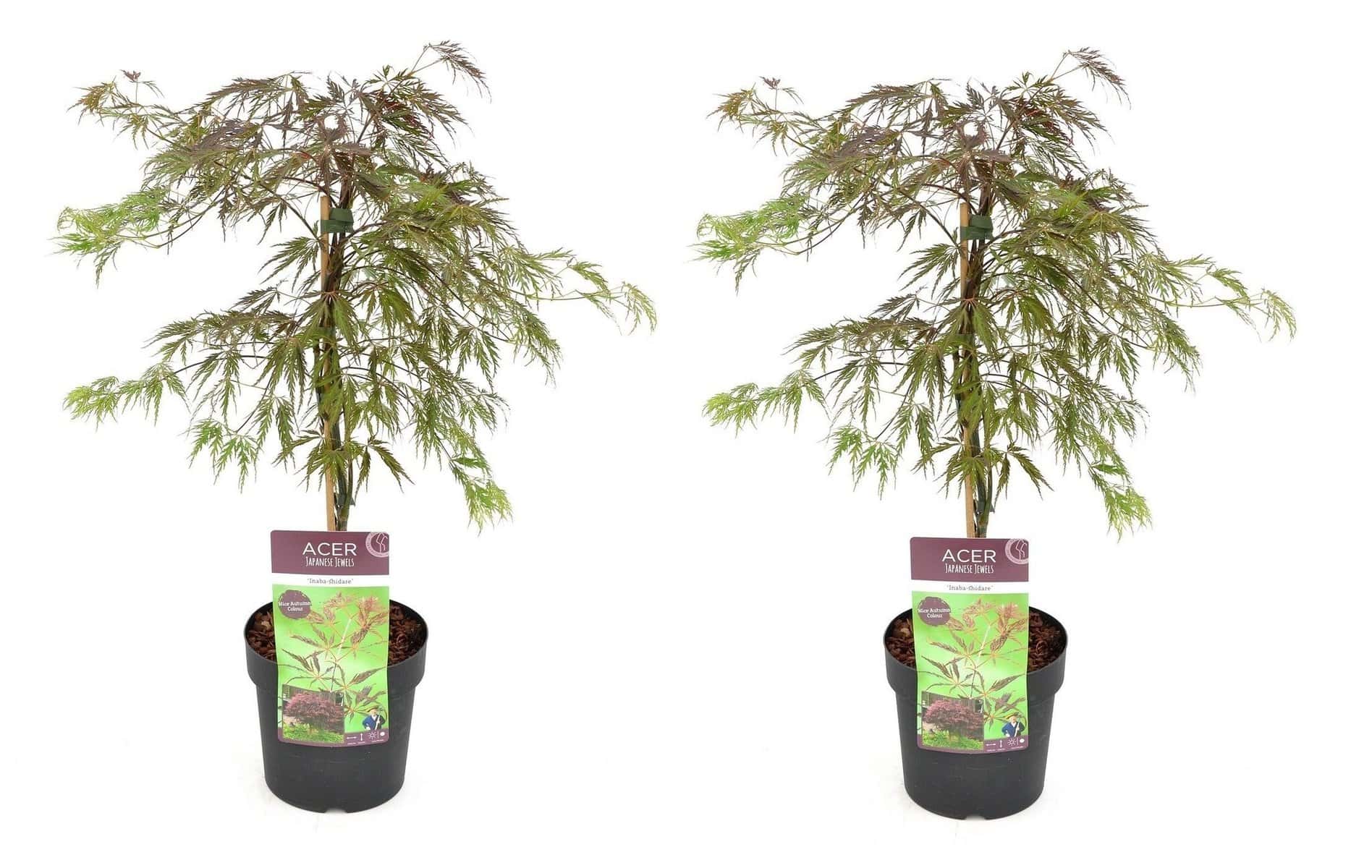 Acer palmatum'Inaba-shidare'- Set van 2 - Esdoorn - Pot 13cm - Hoogte 30-40cm bezorgen via Florastore