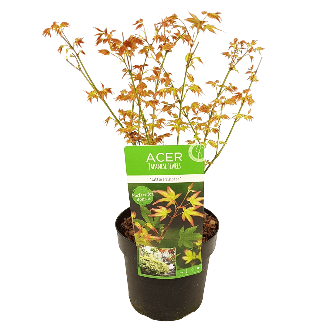 Acer palmatum'Little Princess'- Japanse Esdoorn - Pot 19cm - Hoogte 45-55cm bezorgen via Florastore