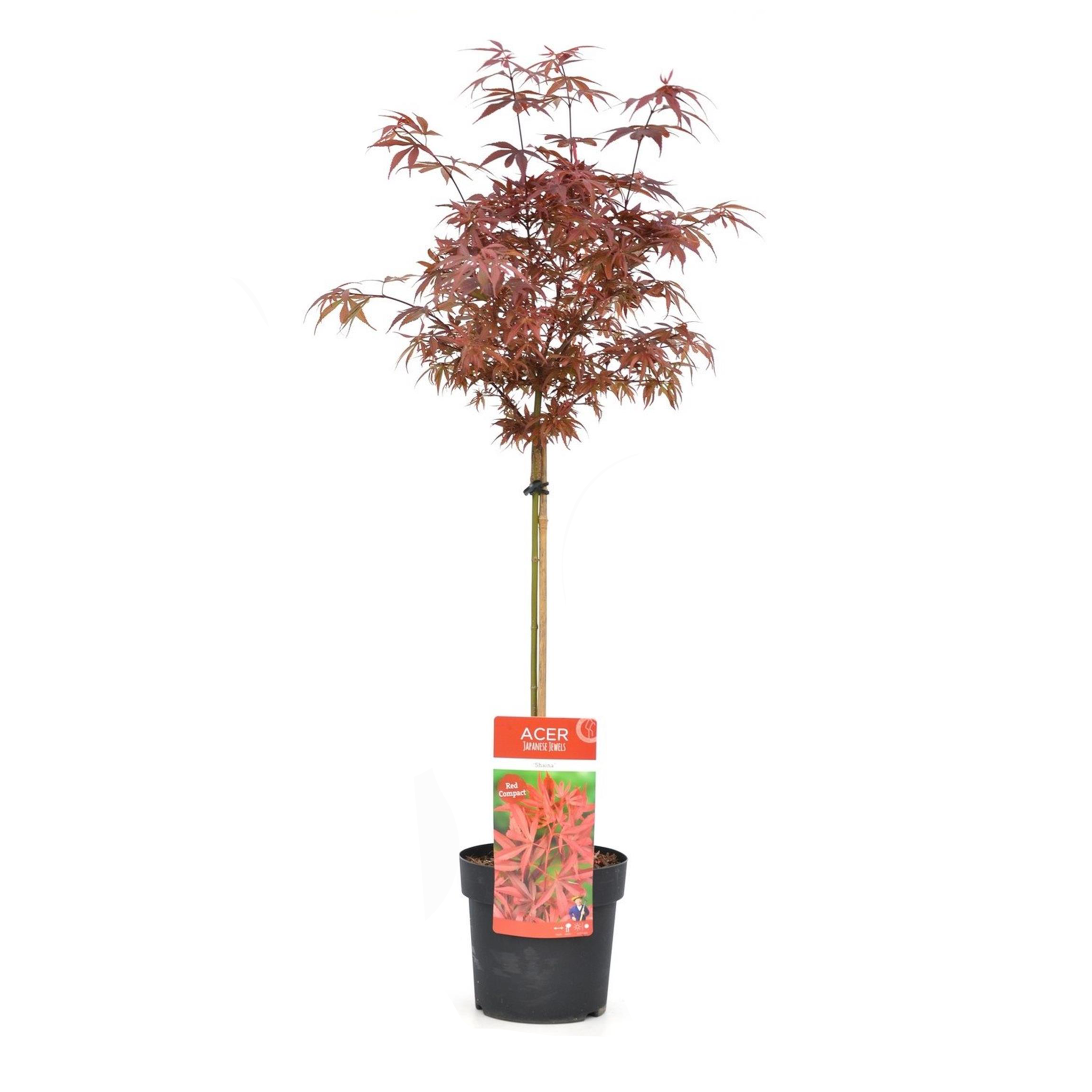 Acer palmatum'Shaina'- Japanse Esdoorn - Pot 19cm - Hoogte 80-90cm bezorgen via Florastore
