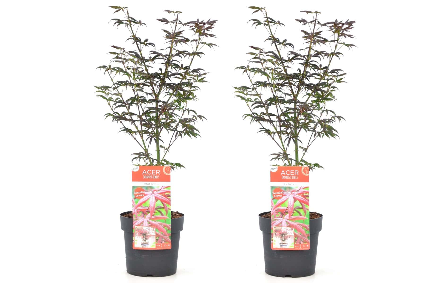 Acer palmatum'Starfish'- Set van 2 - Esdoorn - Pot 19cm - Hoogte 60-70cm bezorgen via Florastore
