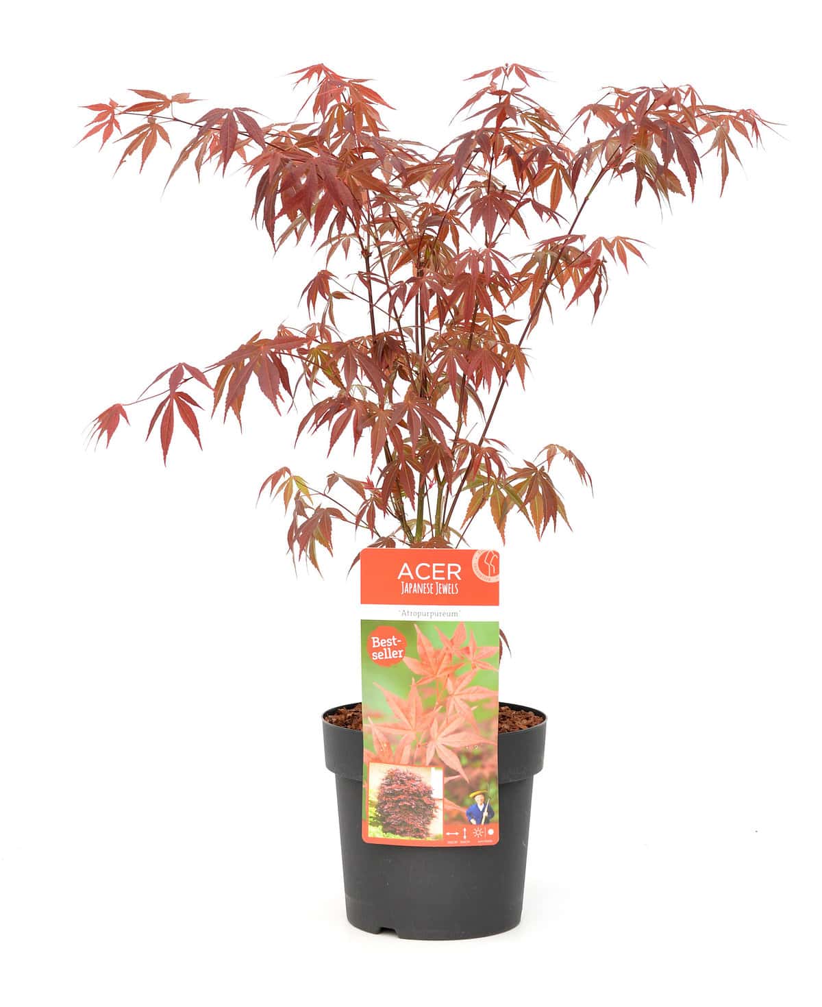 Acer palmatum´Atropurpureum´ - Japanse Esdoorn - Pot 19cm - Hoogte 60-70cm bezorgen via Florastore
