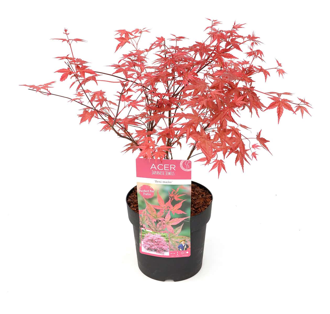 Acer palmatum´Beni Maiko´ - Japanse Esdoorn - Pot 19cm - Hoogte 60-70cm bezorgen via Florastore