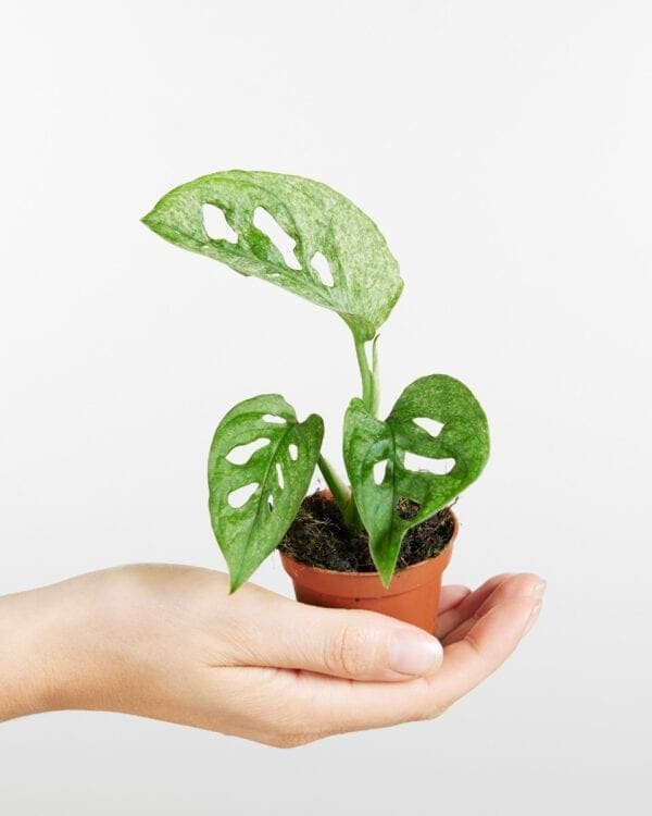 Adansonii Mint bezorgen via PLNTS