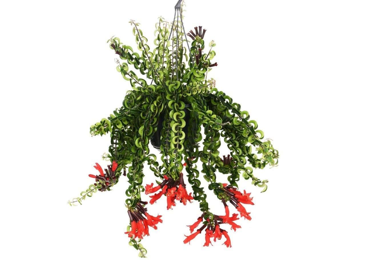 Aeschynantus Twister - Lipstickplant - Hangplant - Pot 15cm - Hoogte 20-30cm bezorgen via Florastore
