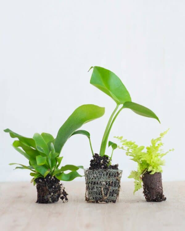Air Purifying Set bezorgen via PLNTS