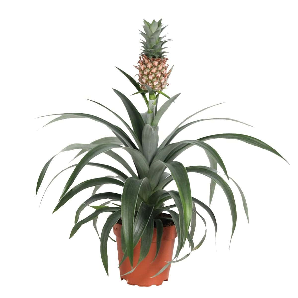 Ananasplant Mi Amigo - Pot 12cm - Hoogte 35-45cm bezorgen via Florastore