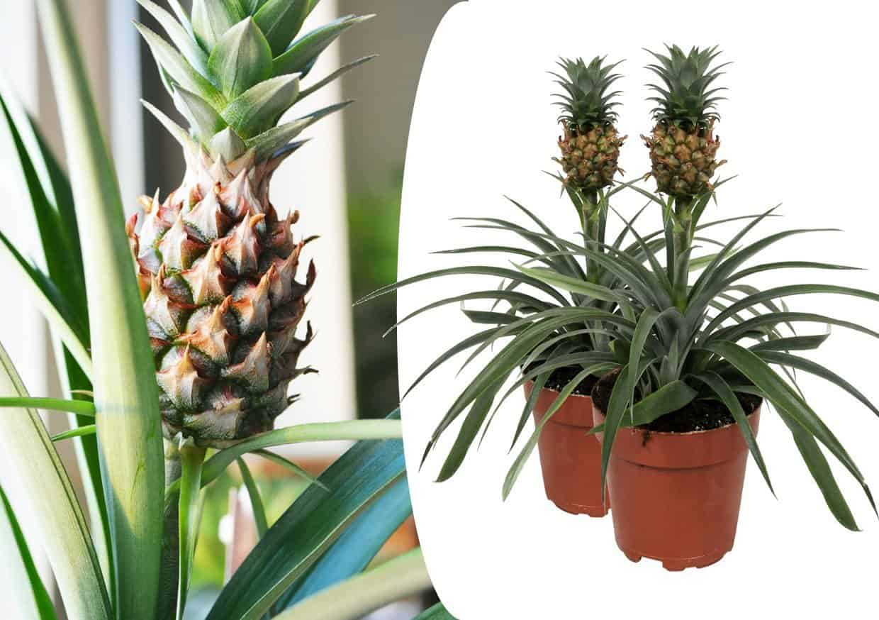 Ananasplant Mi Amigo - Set van 2 - Pot 12cm - Hoogte 35-45cm bezorgen via Florastore