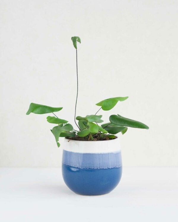Arifolia bezorgen via PLNTS