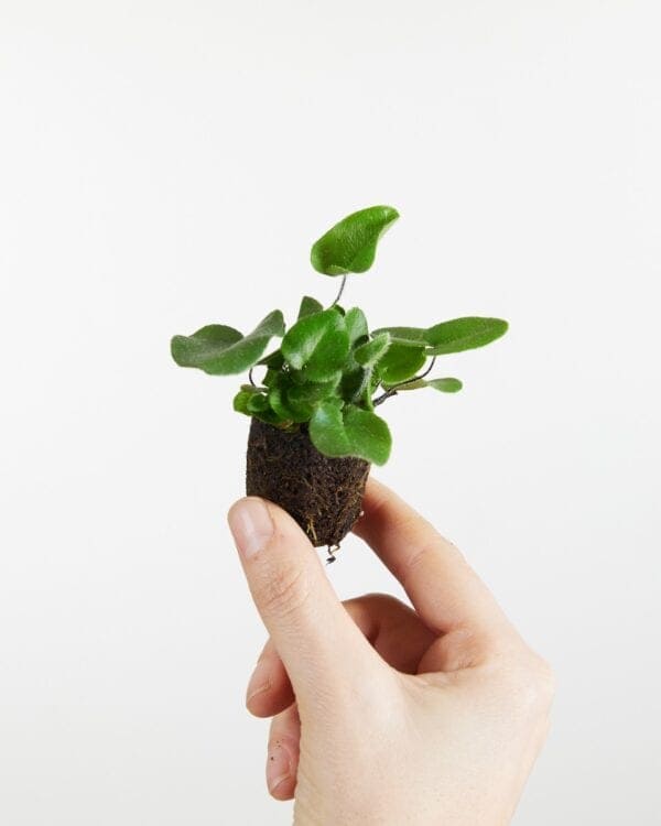 Arifolia bezorgen via PLNTS