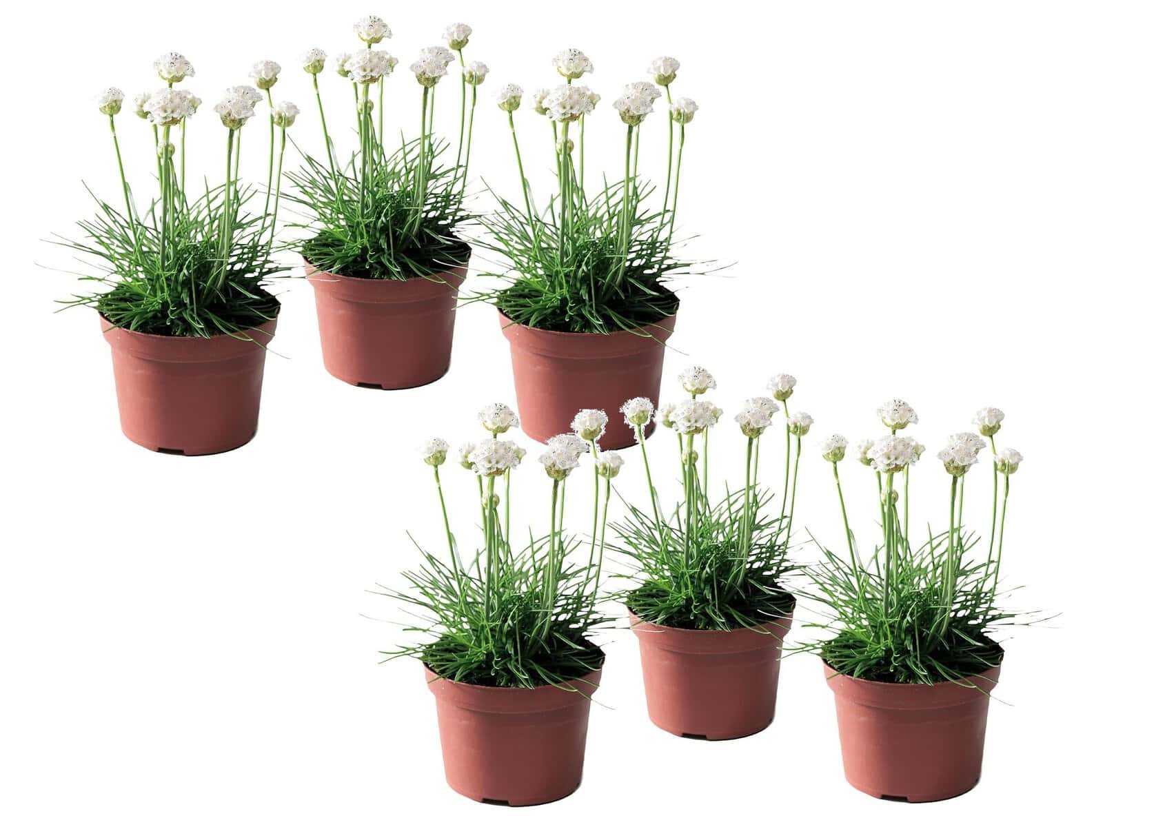 Armeria maritima - Set van 6 - Witte tuinplanten - Pot 12cm - Hoogte 20-30cm bezorgen via Florastore