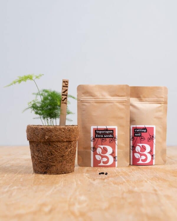 Asparagus Fern Seed Kit bezorgen via PLNTS