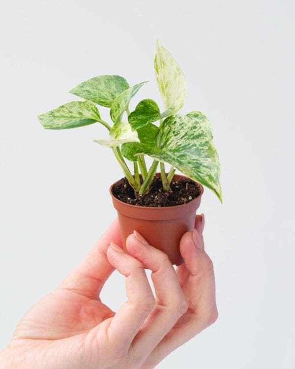 Aureum Marble Queen bezorgen via PLNTS