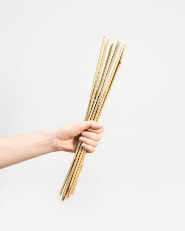 Bamboe stok 40 cm bezorgen via PLNTS