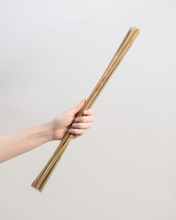 Bamboe stok 50 cm bezorgen via PLNTS