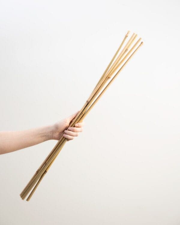 Bamboe stok 70 cm bezorgen via PLNTS