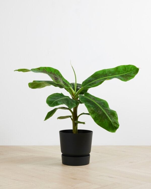 Bananenplant bezorgen via PLNTS