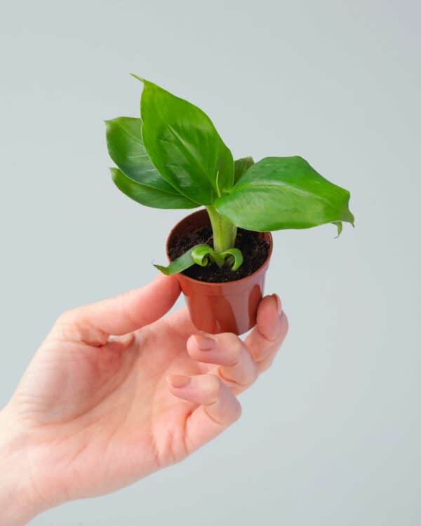 Bananenplant bezorgen via PLNTS