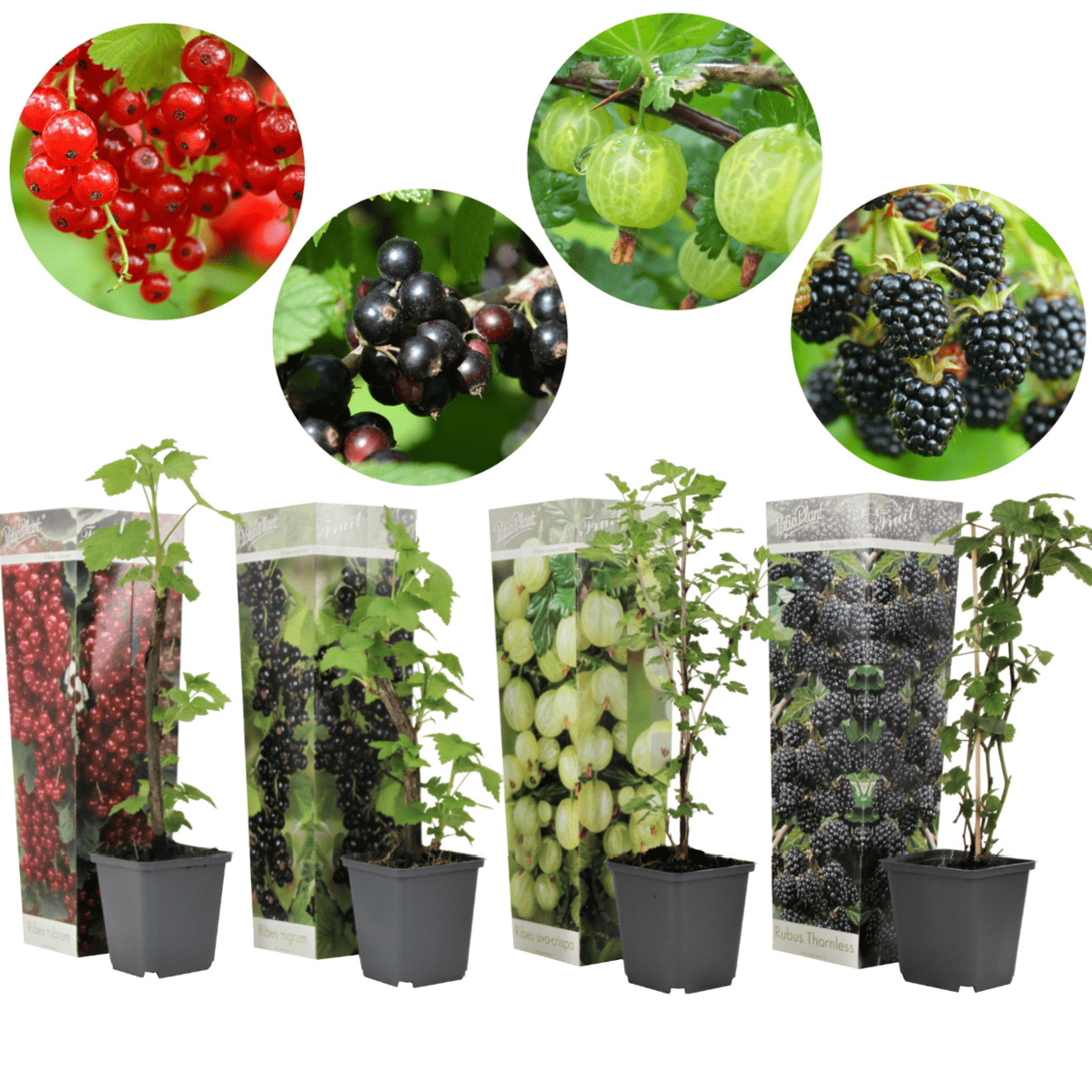 Berry Mix - Mix van 4 - Bessenplanten - Tuinplanten - Pot 9cm - Hoogte 25-40cm bezorgen via Florastore