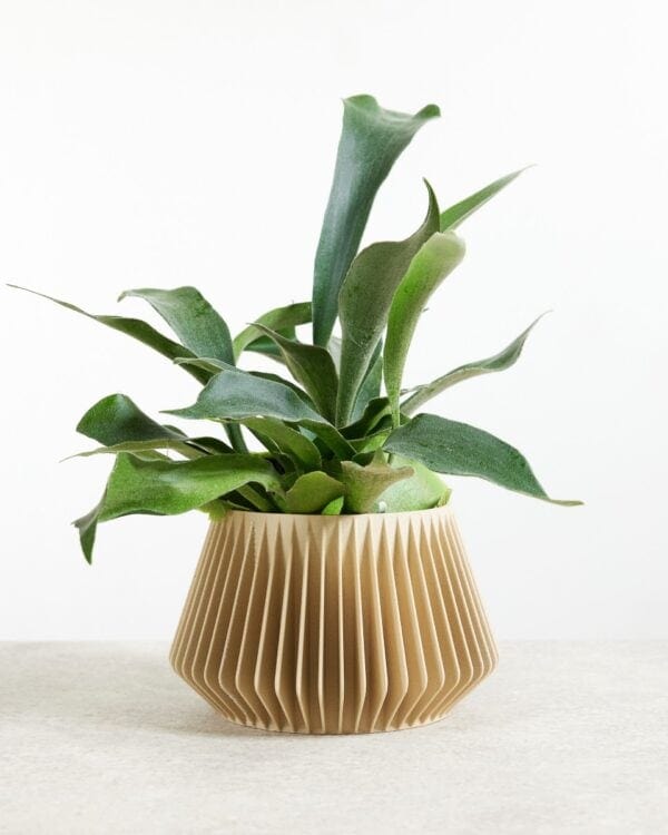 Bifurcatum bezorgen via PLNTS