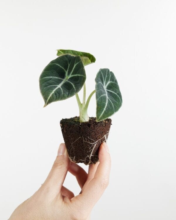 Black Velvet bezorgen via PLNTS