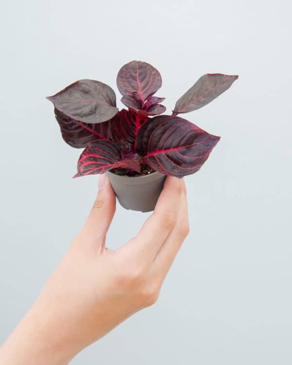Bloodleaf bezorgen via PLNTS