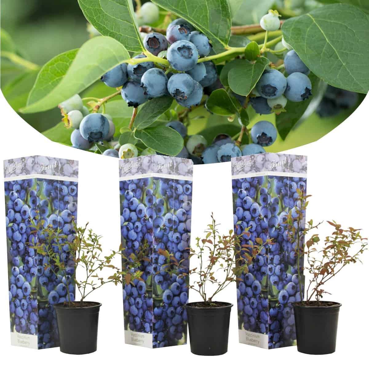 Blueberry'Sunshine Blue'- Set van 3 - Bessenplant - Pot 9cm - Hoogte 25-40cm bezorgen via Florastore