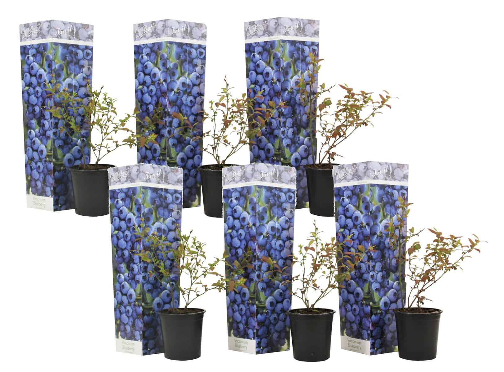 Blueberry'Sunshine Blue'- Set van 6 - Bessenplant - Pot 9cm - Hoogte 25-40cm bezorgen via Florastore