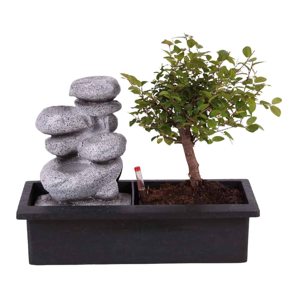 Bonsai boom met Easy-care watersysteem - Zen stenen - Hoogte 25-35cm bezorgen via Florastore