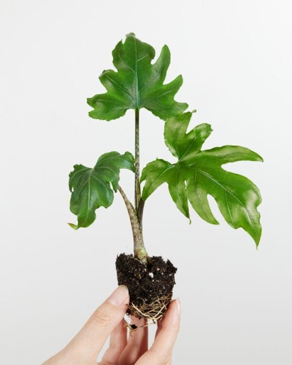 Brancifolia Pink Passion bezorgen via PLNTS