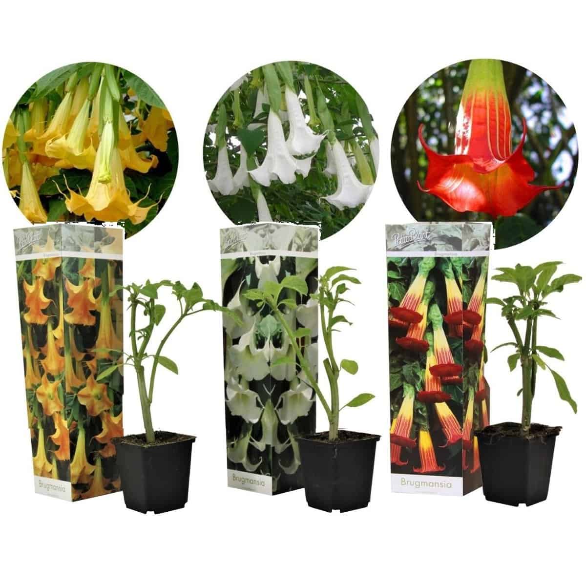 Brugmansia - Mix van 3 - Trompetvormige tuin bloemen - Pot 9cm - Hoogte 25-40cm bezorgen via Florastore