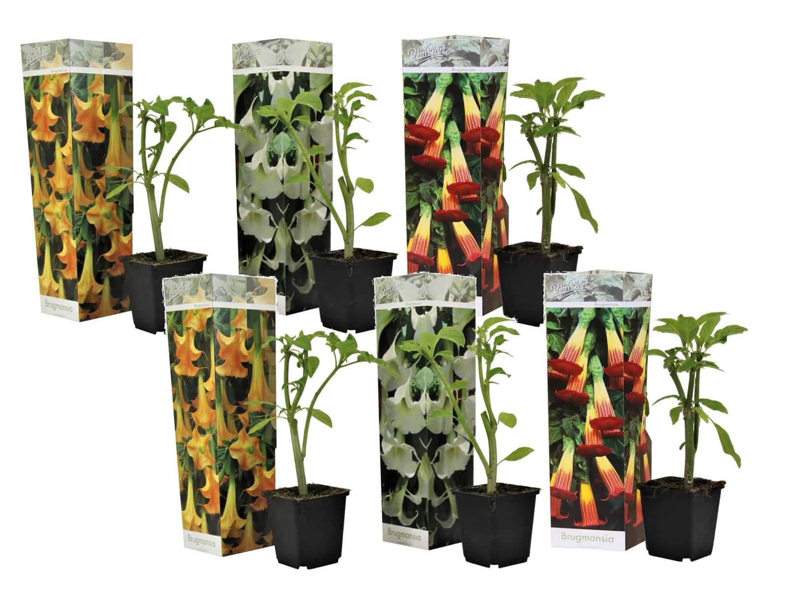 Brugmansia - Mix van 6 - Trompetvormige tuin bloemen - Pot 9cm - Hoogte 25-40cm bezorgen via Florastore