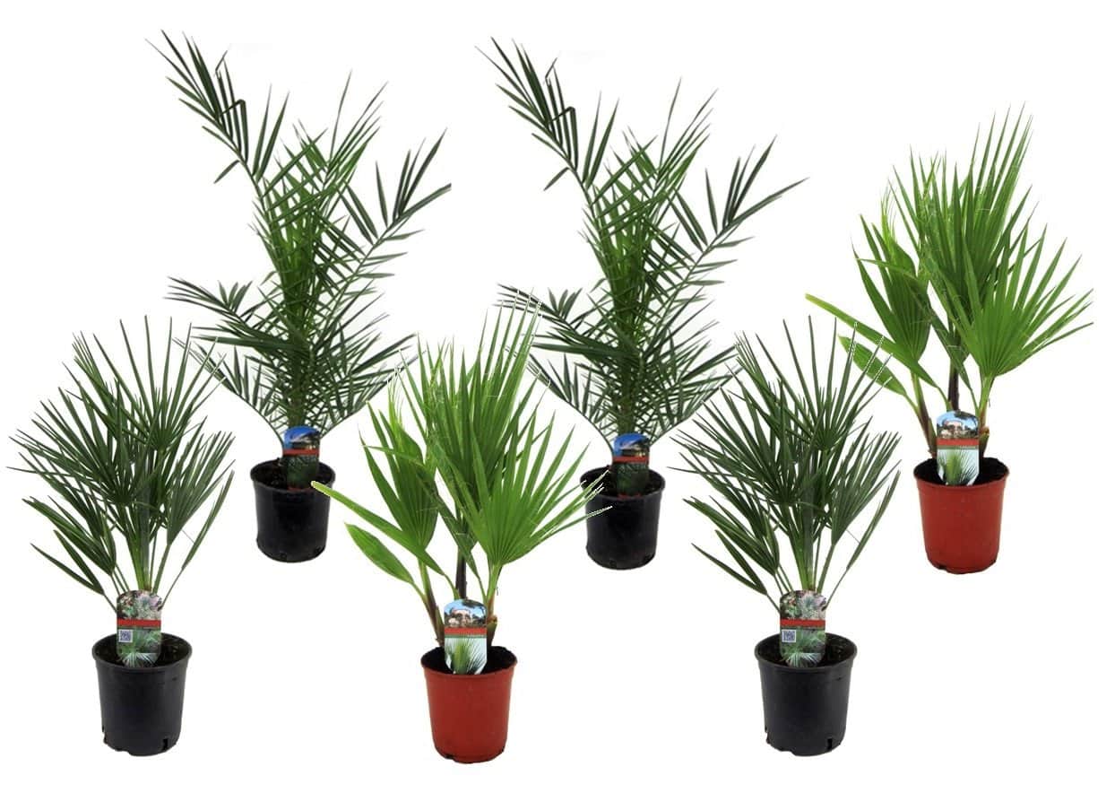 Buiten Palmbomen Mix - Mix van 6 planten - Pot 15cm - Hoogte 50-70cm bezorgen via Florastore