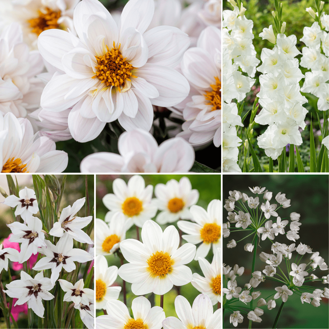 Bulb Garden White - Bollenmix - 250 stuks bezorgen via Florastore