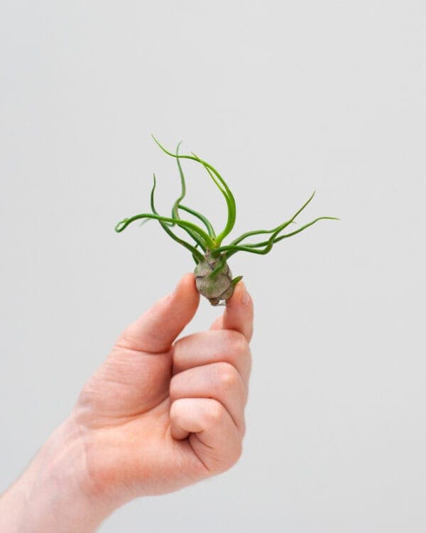 Bulbosa bezorgen via PLNTS