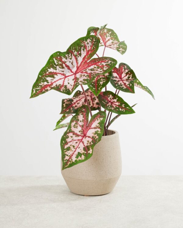 Caladium Knol - Carolyn Whorton bezorgen via PLNTS