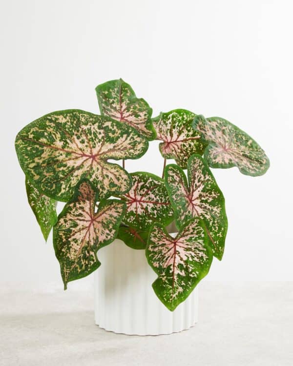 Caladium Knol - Pink Beauty bezorgen via PLNTS