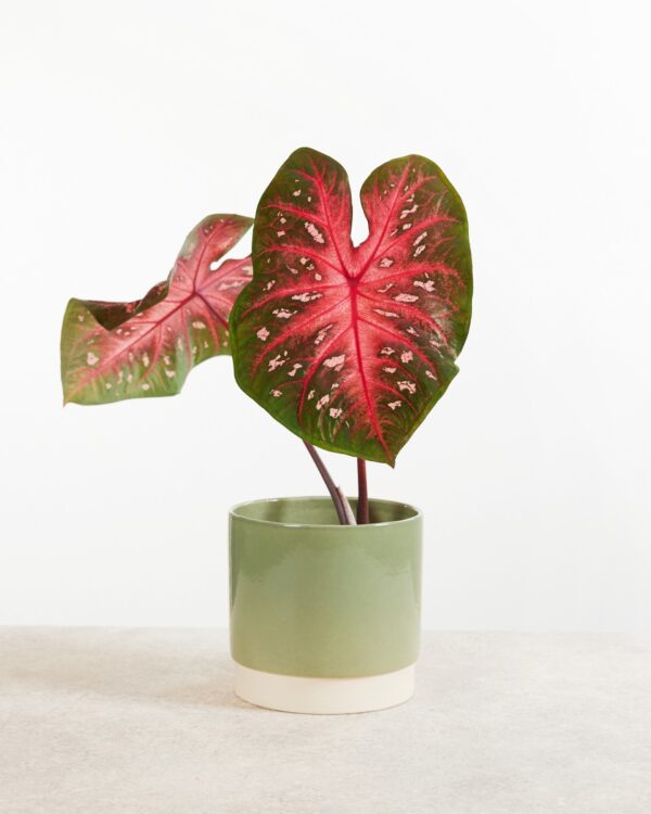 Caladium Knol- Red Flash bezorgen via PLNTS