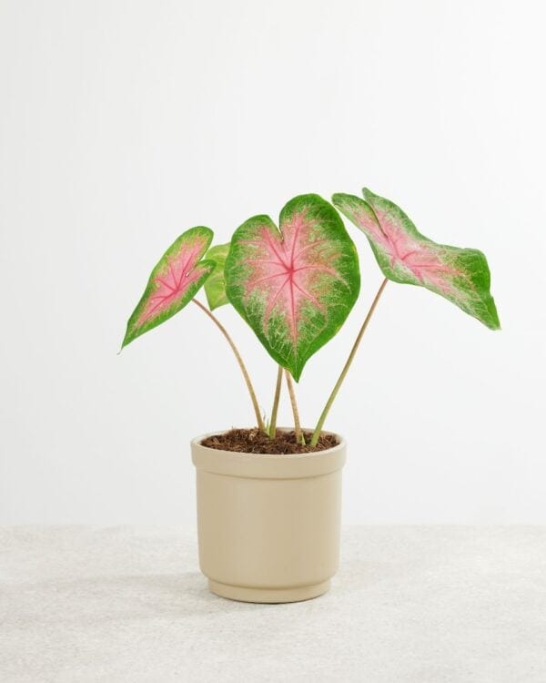 Caladium Knol - Rosebud bezorgen via PLNTS
