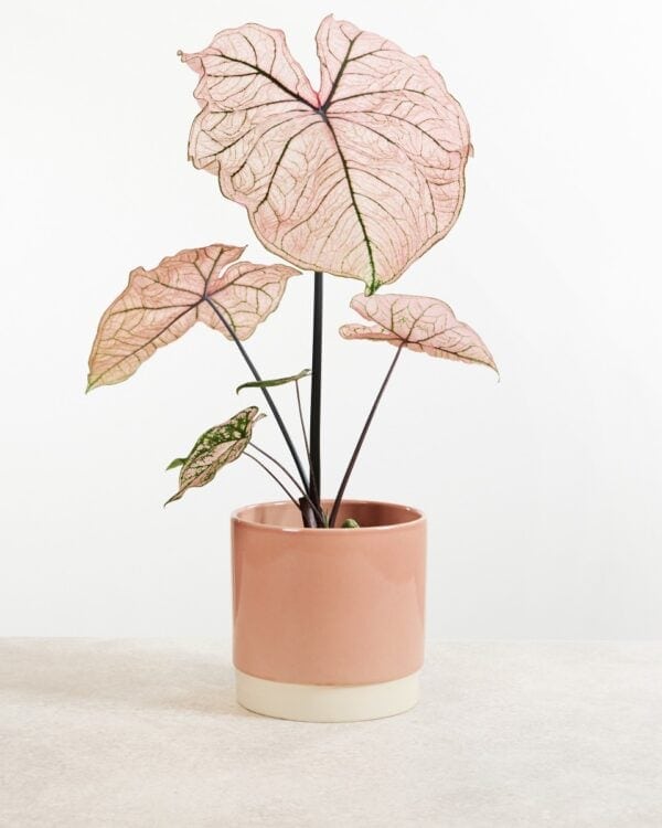 Caladium Knol - Spring Fling bezorgen via PLNTS