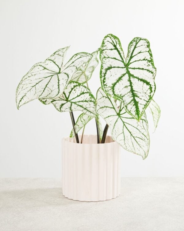 Caladium Knol - White Christmas bezorgen via PLNTS