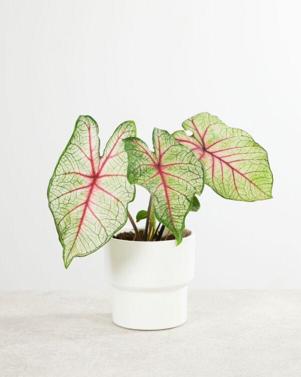Caladium Knol - White Queen bezorgen via PLNTS