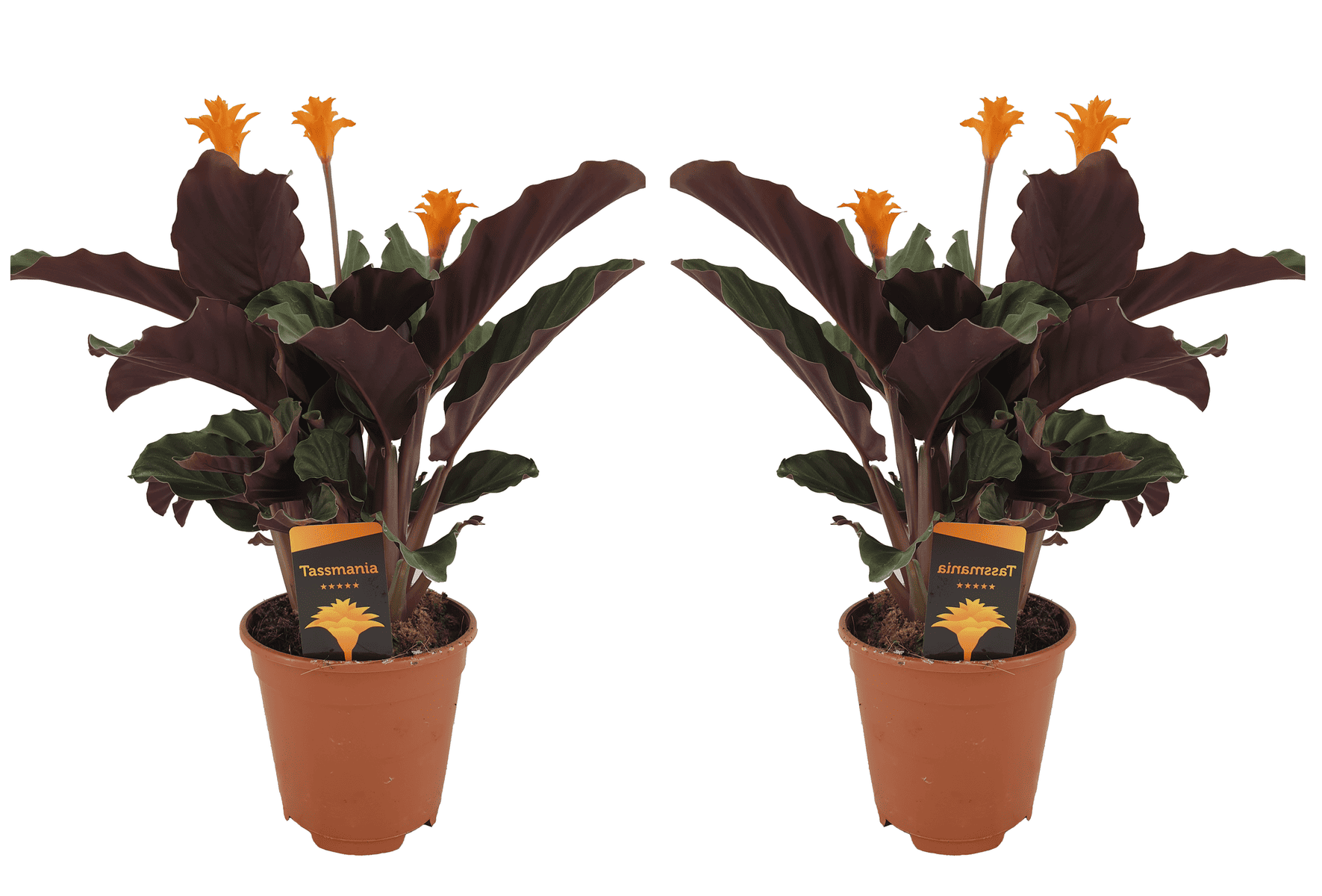 Calathea Crocata - Set van 2 - Luchtzuiverend - Pot 14cm - Hoogte 40-50cm bezorgen via Florastore