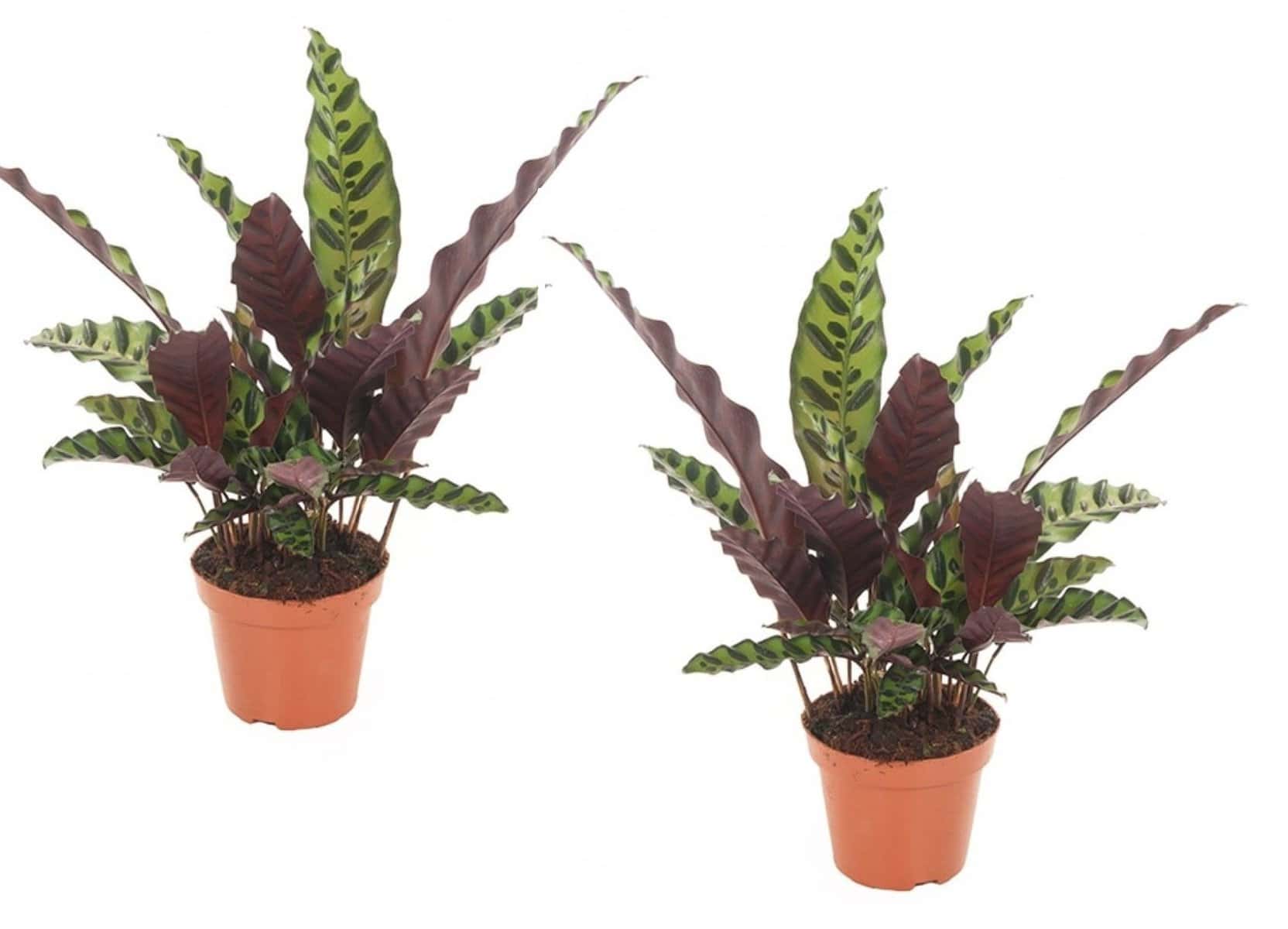 Calathea Insignis - Set van 2 - Marantaceae - Pot 12cm - Hoogte 30-40cm bezorgen via Florastore